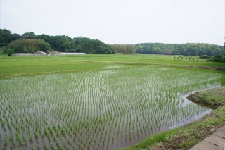 RiceFieldsNearTamonin